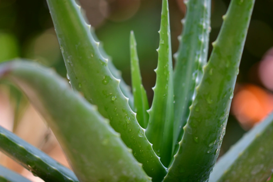 aloe vera vue de pres
